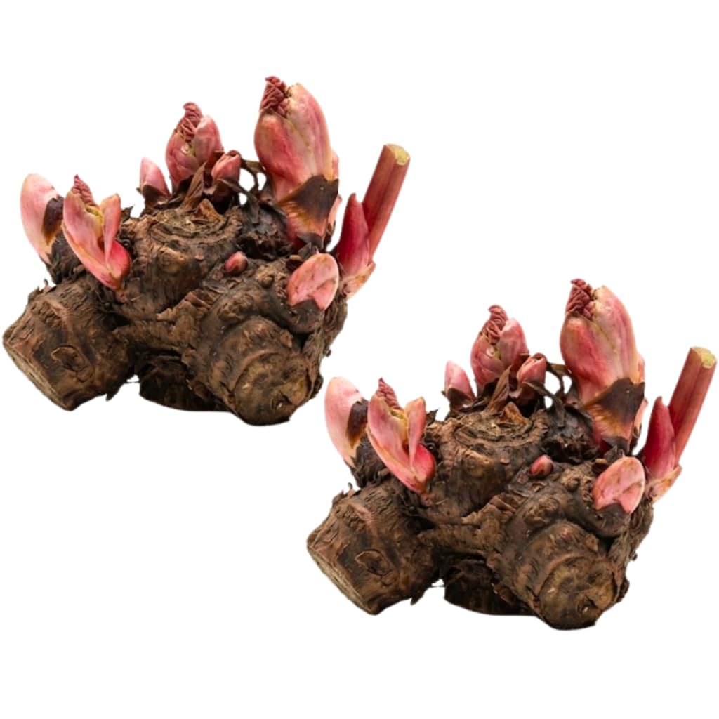 2 Large Rhubarb Crowns Plants for Planting, Big Size 6-7 Inch Crown, Large Stalk in First Year, Hardy Heirloom Rhubarb, Non GMO with Giant Red Stalk
