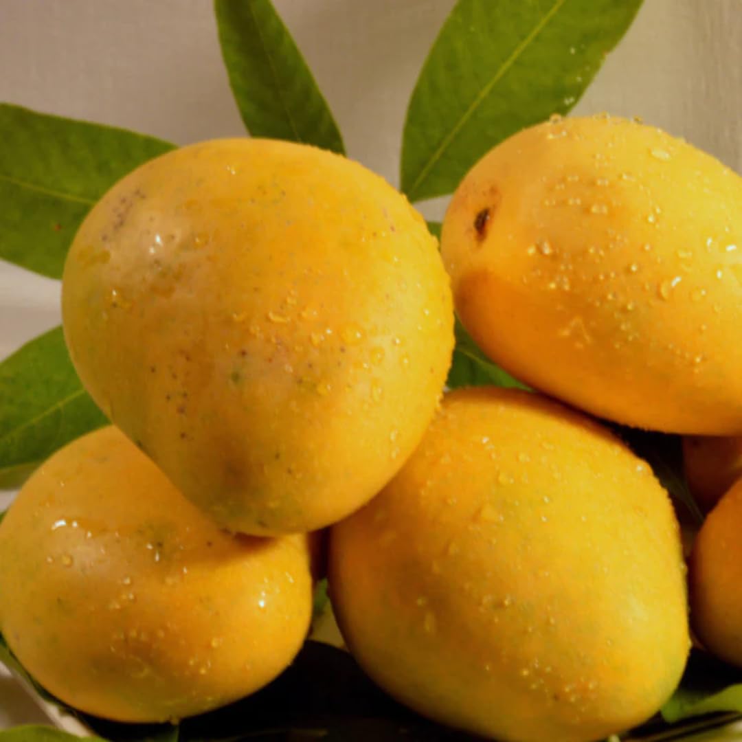 Mango Tree Live Plant, Yellow Sweet Mango Tree Plant, 7 to 10 Inc Mango Live Plant for Growing Outside, Mango Tree for Planting