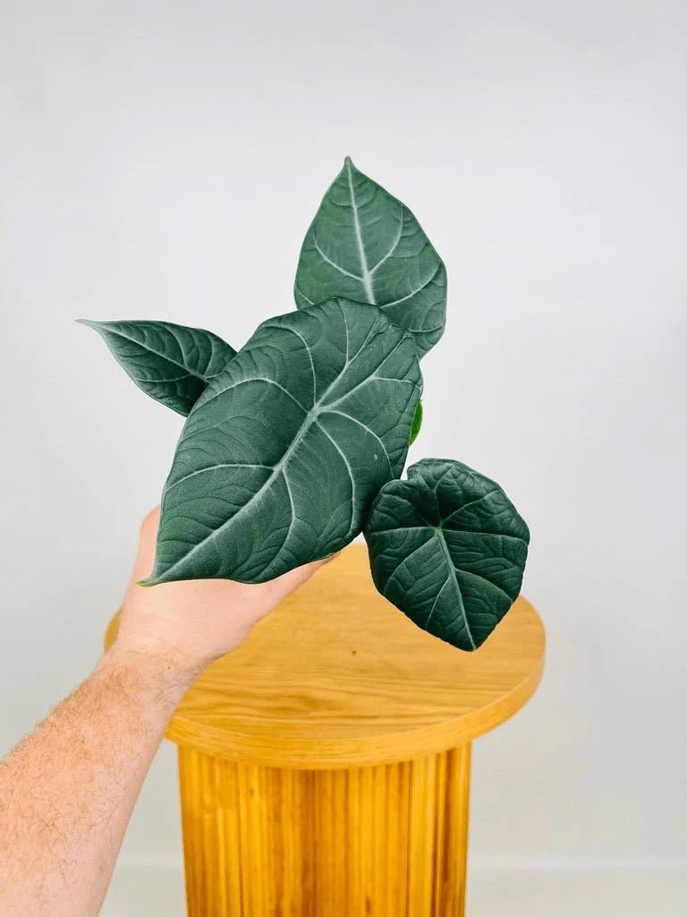 Alocasia Maharani (Grey Dragon) 5-9" Live Plant - Rare Jewel Alocasia with Thick Textured Foliage - Compact Indoor Houseplant - Exotic Living Decor