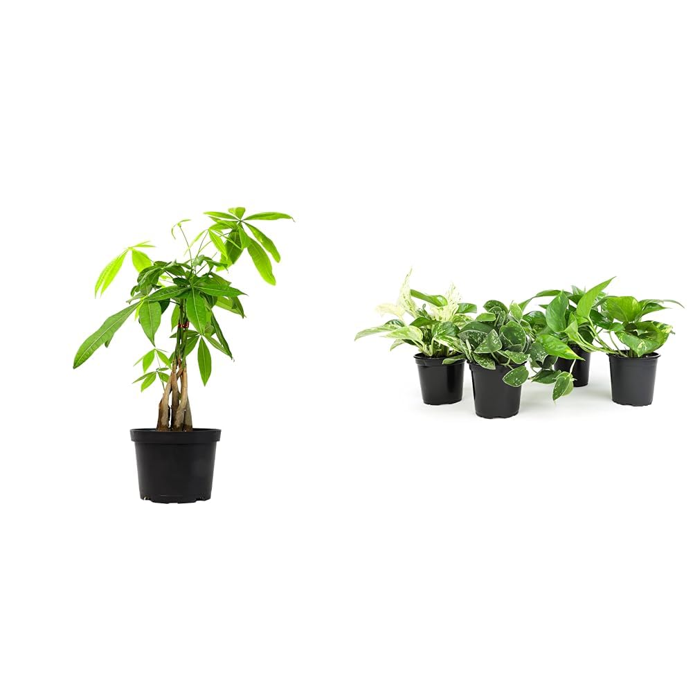Money Tree Plant Indoor House Plants, Chinese Money Plant Decor, Bonsai Tree Feng & Live Pothos Plants (4PK) Indoor Plants Live Houseplants, Pothos Live Plant House Plants Indoors Live Plants
