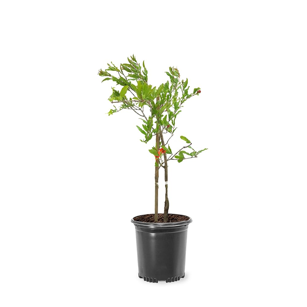 Parfianka Pomegranate, 1 Gallon Live Nursery Pot, Juicy Red Fruit| Arbor Day Foundation (Due to Agricultural Laws, Unavailable to CA, AZ, TX)