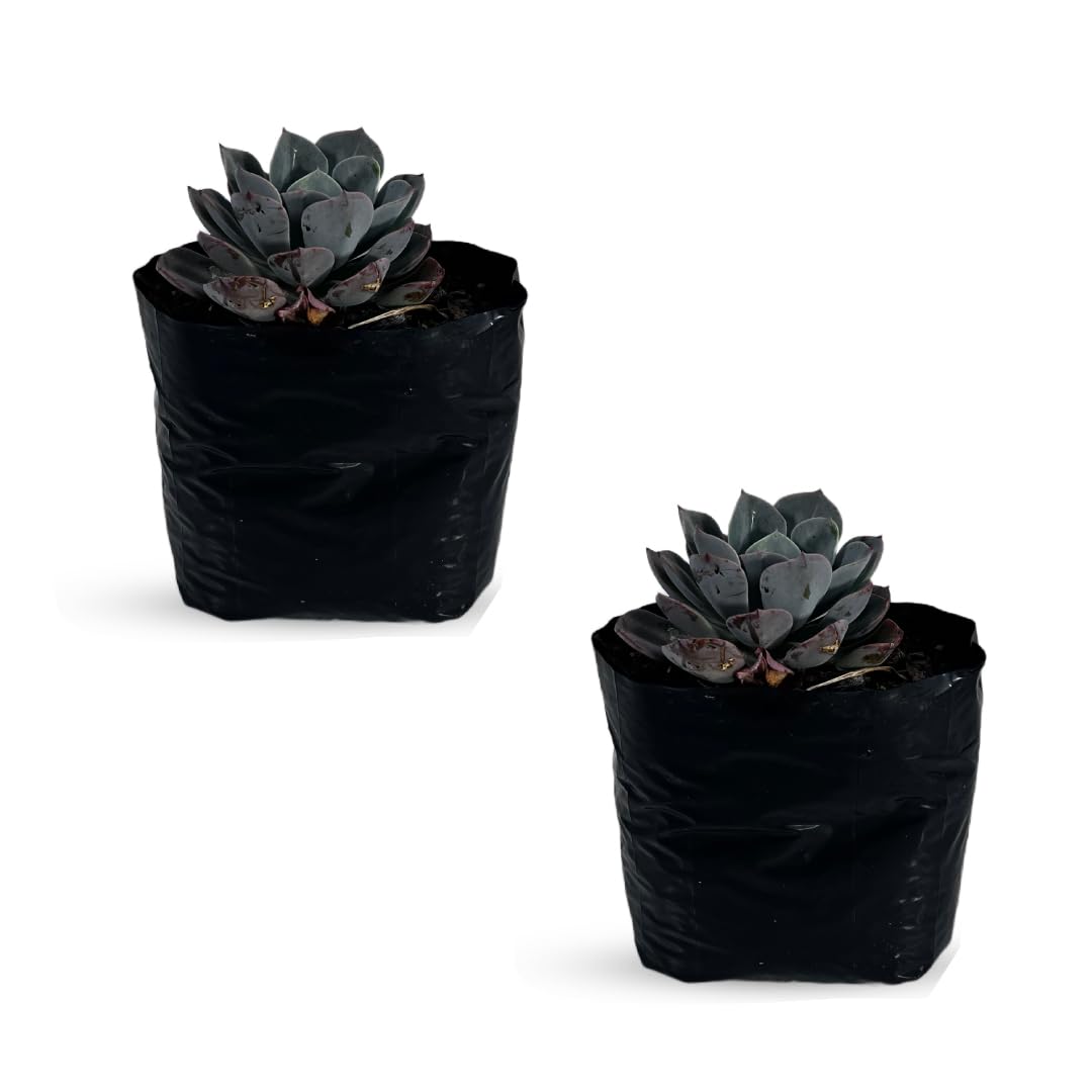 LEAL PLANTS ECUADOR Echeveria Orion (Pack of 2)| Echeveria Succulent Purple Pearl |Natural Décor Plant | Echeveria lilacina x E. pulidonis Evergreen Live Indoor Plant