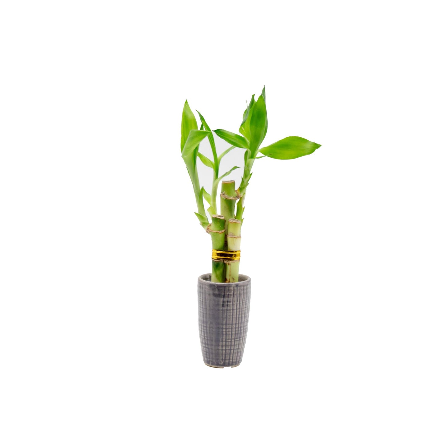 3 Stalk Live Lucky Bamboo Arrangement in Mini Color Ceramic Vase - Colorful Poterry, Indoor House Plants, Feng Shui, Lucky Plant, Houseplant (Plum)