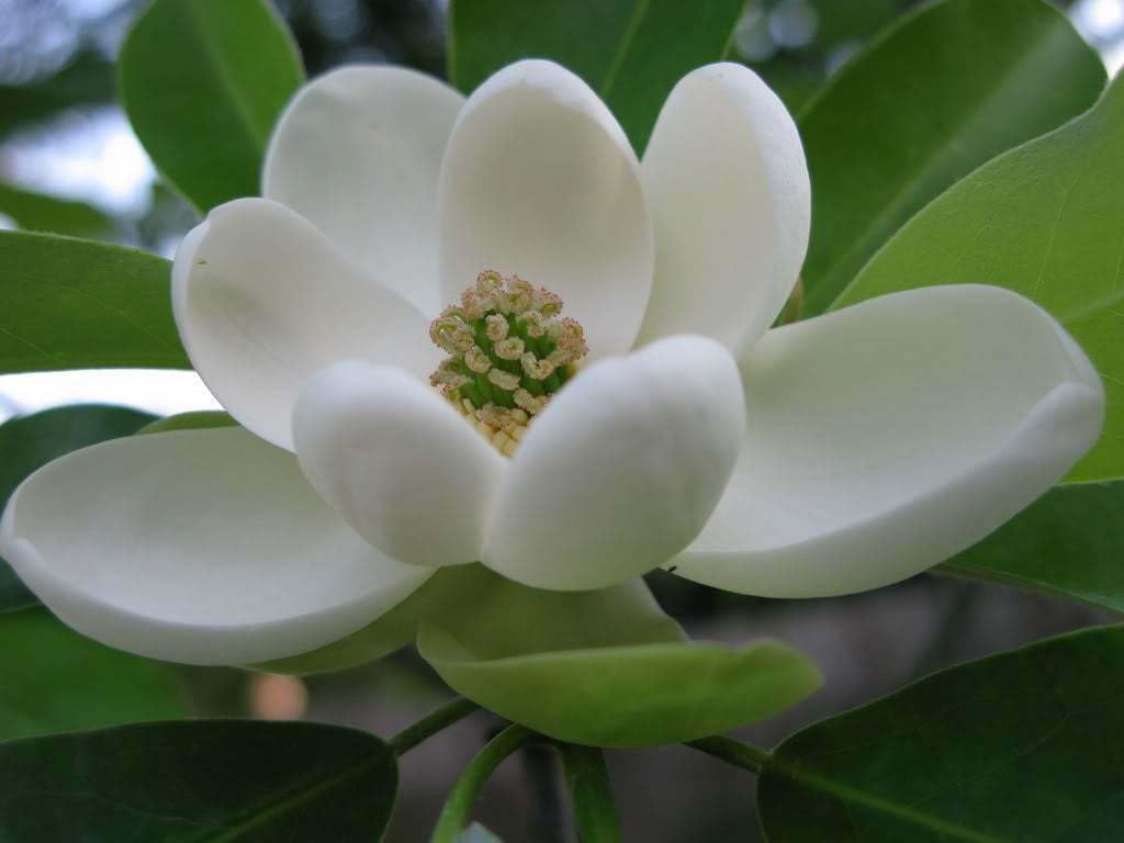 Live Plant - 2 Sweetbay Magnolia Trees - Live Potted Plants - 10-18" Tall - Quart Pots
