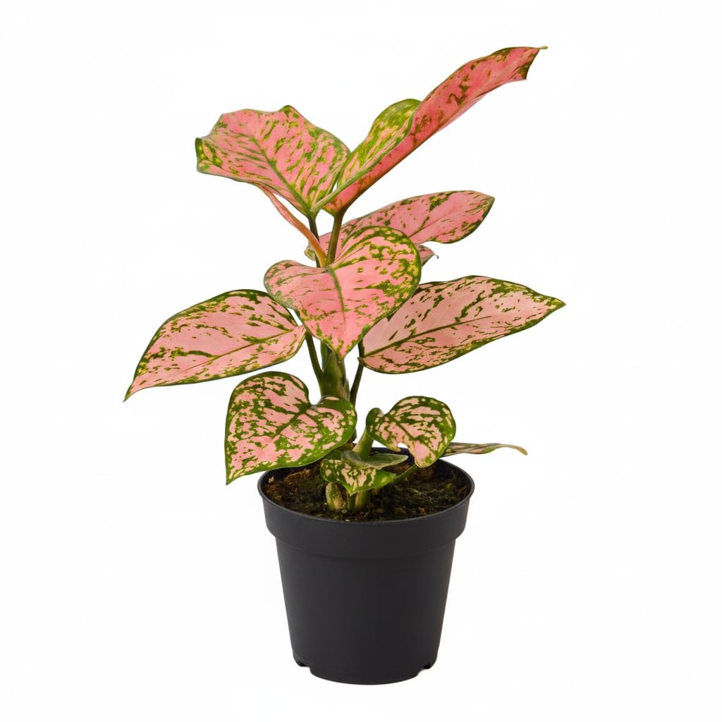 Chinese Evergreen 'Lady Valentine' (4 inch) - Air-Purifying Houseplants - 4/6 inch Unique Live Decorative Houseplants - Low-Maintenance Indoor Plants, House Warming Gift, Natural Air Purifier