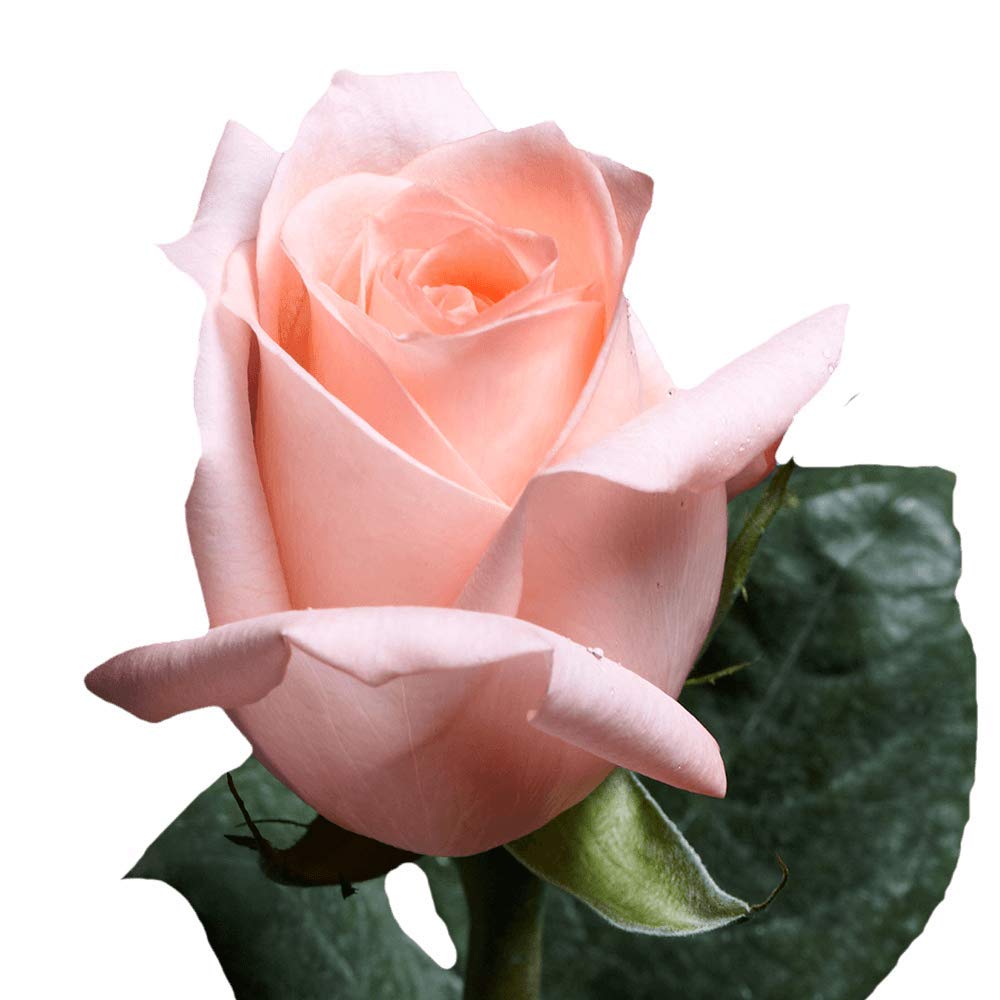 GlobalRose 75 Peach Roses Bouquet - Responsibly Sourced Roses Fresh Flowers - Hand-Picked Flowers Fresh Bouquet for Graduation, Anniversary, Birthday & Special Occasions (4 Bunches of 25 Stems)