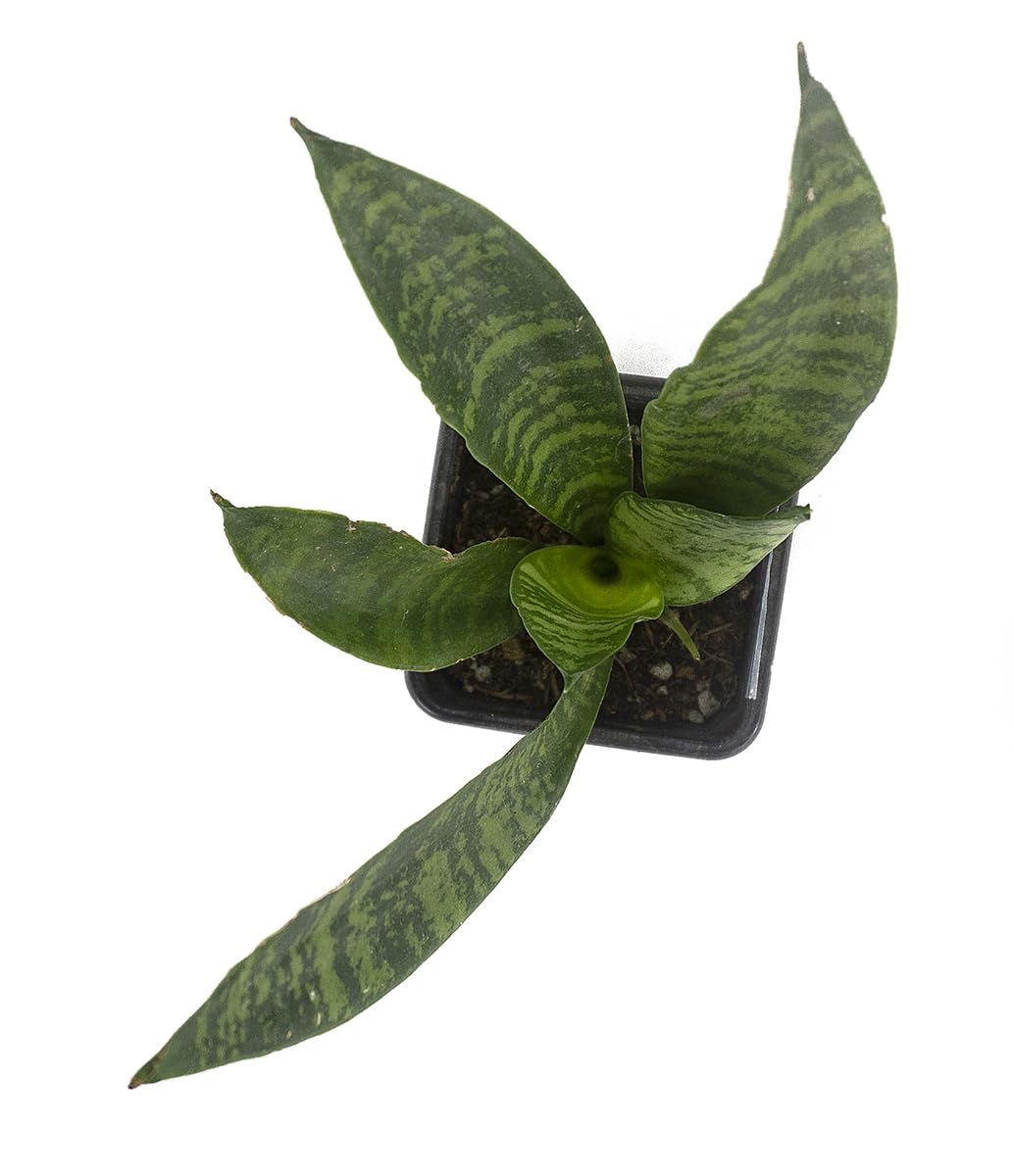 Josh's Frogs Sansevieria spp. 'Snake Plant' - Grower's Choice (2" Pot)