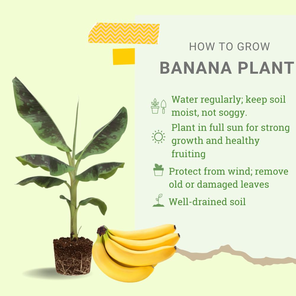 Live Banana Plant, Sweet Fruit Banana Tree, Tropical Plant, Well-Rooted, 4-7 Inches Tall, Ready for Planting (Grand Nain Banana)