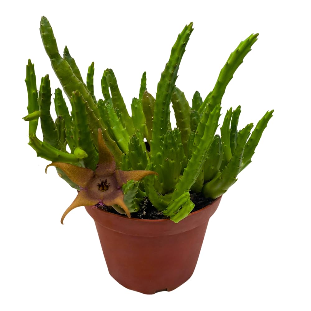BubbleBlooms Stapelia Schinzii, 4 inch Rare Huernia, Stapeliad Orbea Unique Flowering Asclepiads