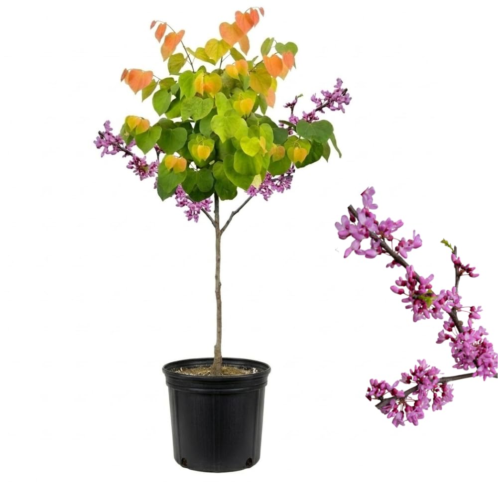 Live Eastern Redbud Tree for Planting, 12-18 Inch Tall in Quart Pot, Beautiful Ornamental Redbud for Home, Garden, Yard & Outdoor Landscaping, Low-Maintenance, Easy-Grow Starter Plant