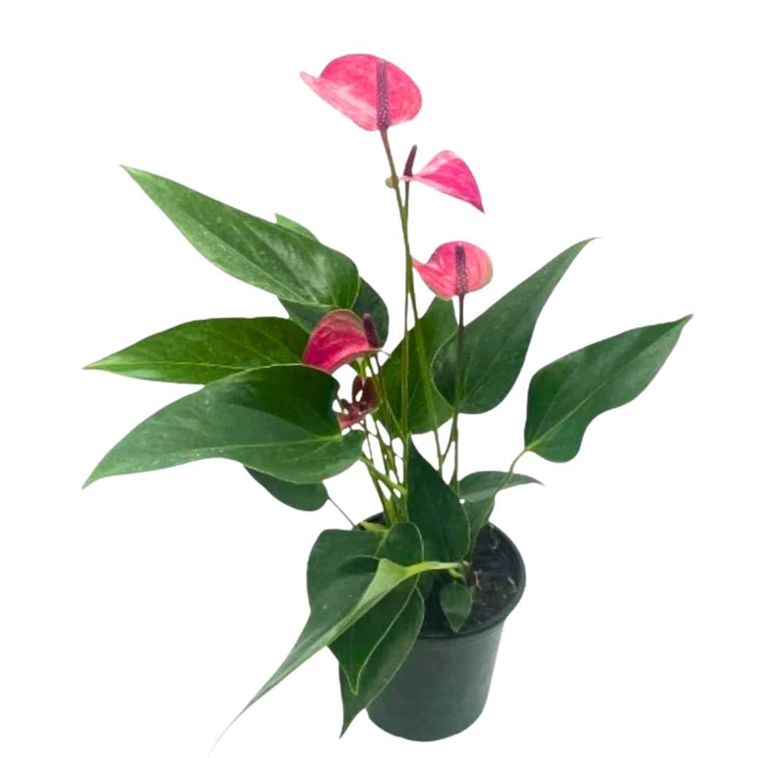 BubbleBlooms Anthurium Purple, 4 inch