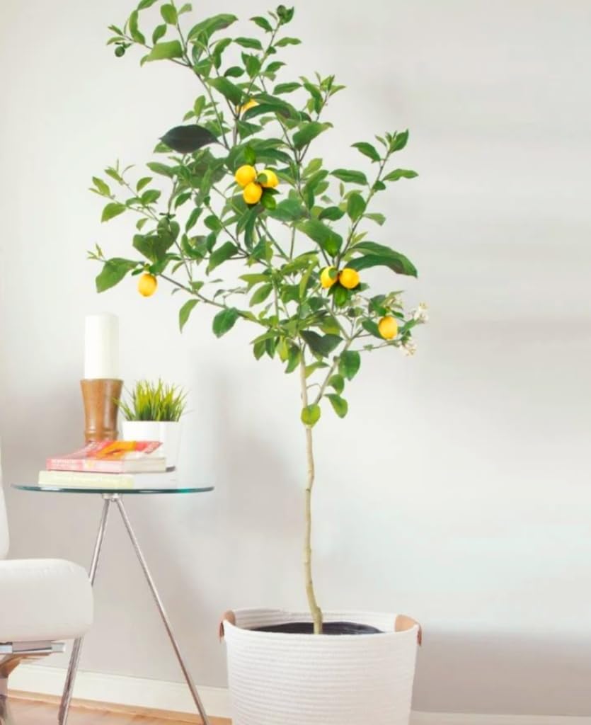 70 Seeds Lemon Trees Dwarf Lemon Bonsai. Perfume Lemon All-in-One Citrus Tree for Patio