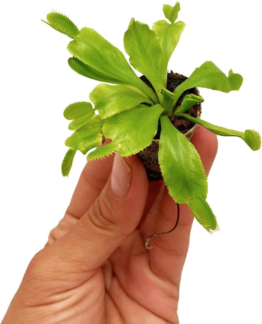 ragnaroc Sarracenia Purpurea SSP. Venosa 2-4" (Purple Pitcher Plant) & Dionaea Muscipula 2-4" (Venus Fly Trap) 2ct – Live Plant for Indoor Outdoor Use, Carnivorous Plants – Live Arrival Guaranteed