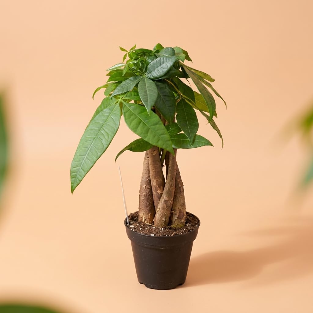 NYGardenia Money Tree Live Plant, Pachira Aquatica, 4 Inch Pot, Braided Indoor Houseplant, Easy Care