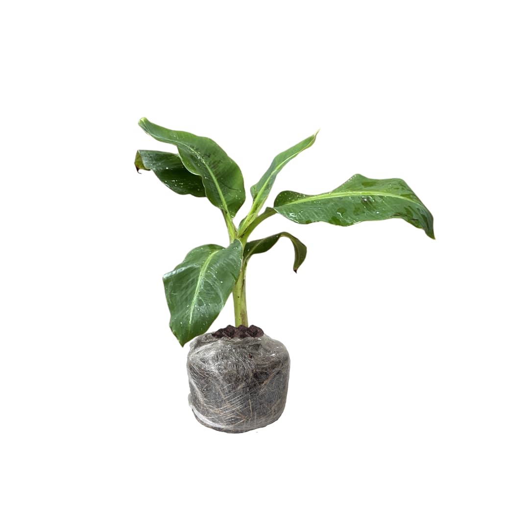 Banana Trees Live Plants from 4 to 6 Inc Long, Grand Nain Banana Plants Live for Planting Gardening Outdoor and Indoor, 1 Plant