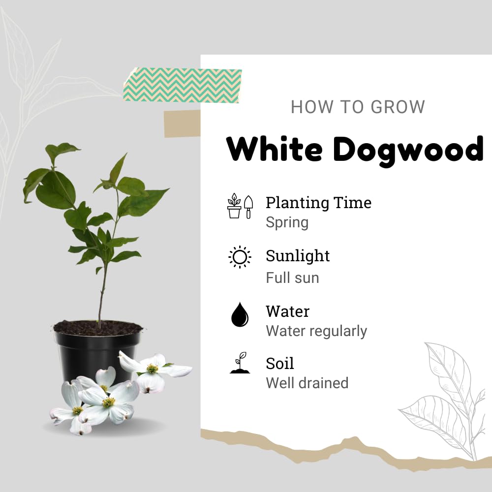Dogwood Live Tree Plant, Flowering Dogwood Plant Live from 8 to 10 Inches Tall in Quart Pot for Outdoor Planting, Dormant in Winter (White)