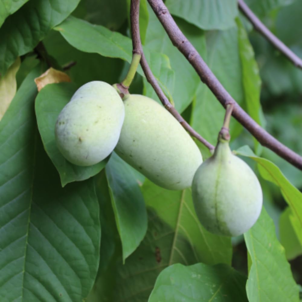 Live Pawpaw Tree 6-15 Inch Tall, Paw Paw Plant for Outdoor Planting, Quart Pot, Cold-Hardy Fruit Tree for Home Orchard