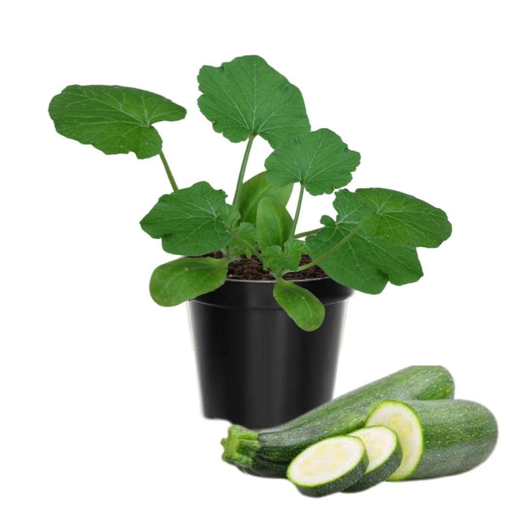 2 Zucchini Plants Live Seedlings, 4 Inches Pot, Live Squash Plants from 3 to 6 Inches Tall