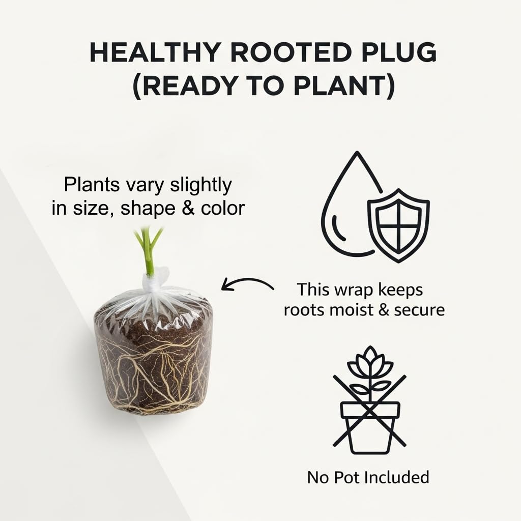 2 Edgar Dragon Fruit Plants (Hylocereus sp.) - Live Rooted Starters (4-6 Inches) - Sweet Red Flesh Pitaya Cactus - Self-Pollinating Vine for Home Gardens