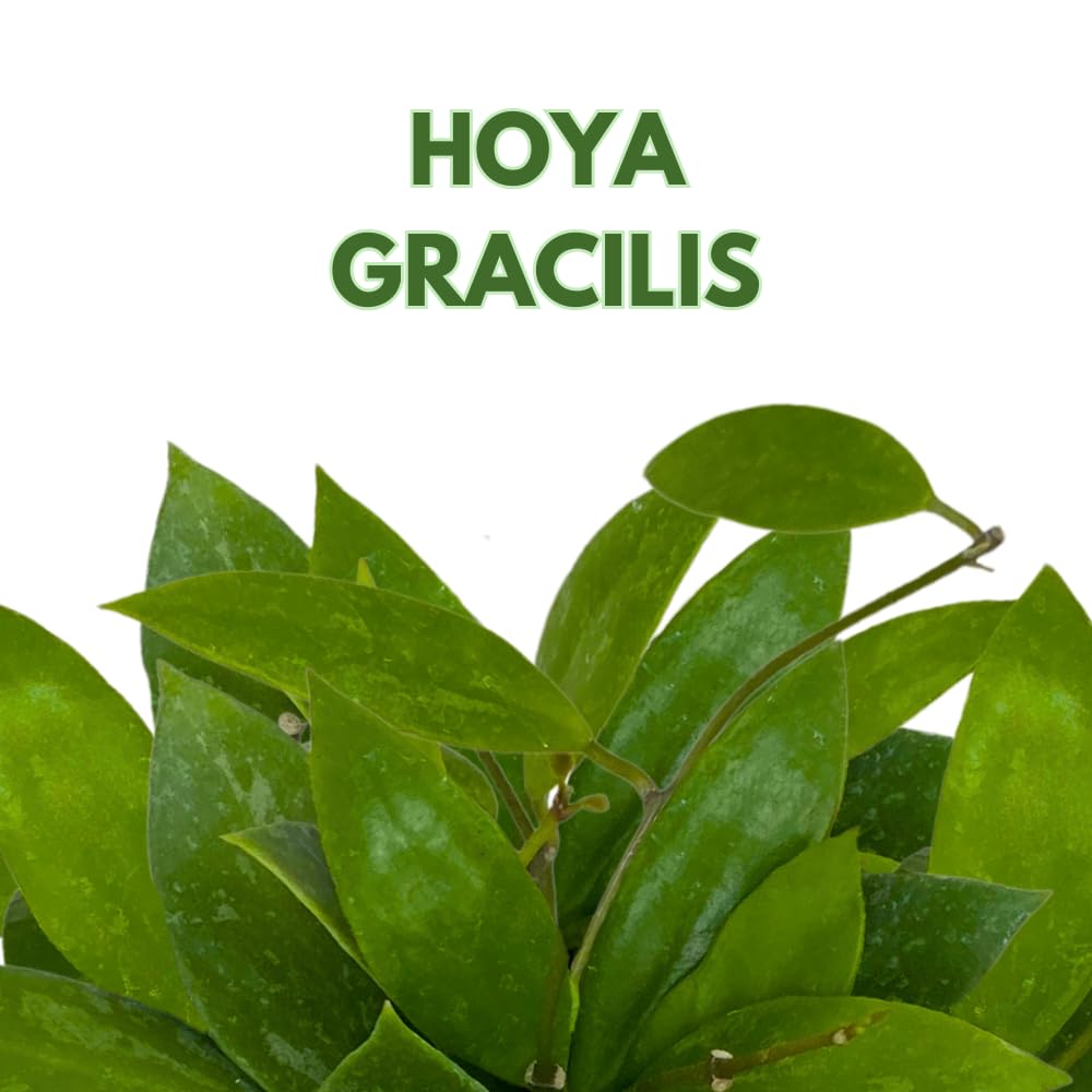 BubbleBlooms Hoya Gracilis, Rare Limited Live Plant, in 4 inch Pot