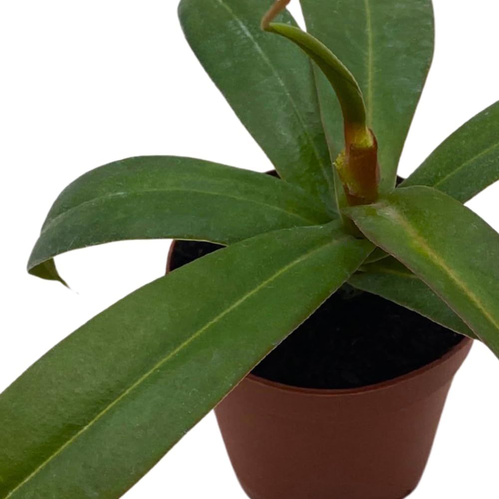 BubbleBlooms Nepenthes Rebecca Soper in a 2 inch Pot Red Tropical Pitcher Carnivorous Plant