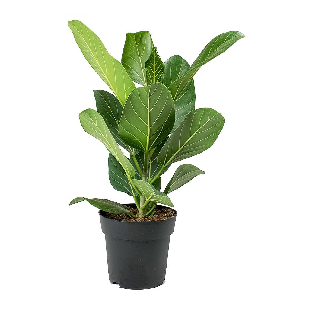 5 Pack Indoor Houseplant Collection - 5 Live Plants in 4 Inch Pots - Grower's Choice Based on Health, Beauty and Availability - Florist Quality Easy to Grow Air Purifying Indoor Plants