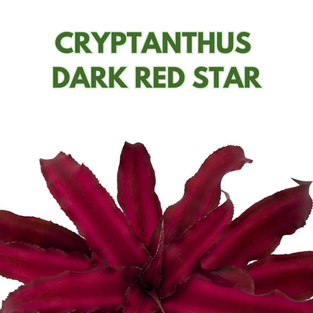 BubbleBlooms Cryptanthus Bivittatus in a 2 inch Pot Earth Star Bromeliad, Tiny Mini Pixie Plant, Dark Red