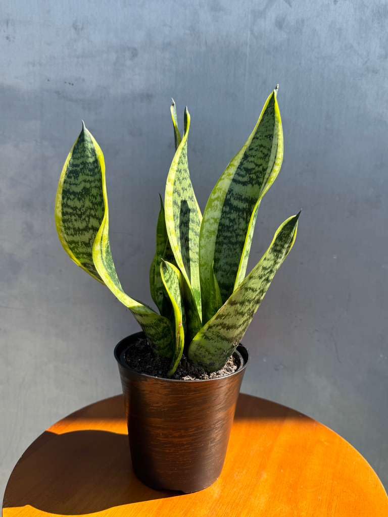 PLANTVERS Sansevieria ‘Laurentii’ in 4" Decorative Pot – Golden Snake Plant – Live Easy Care Succulent – Air Purifying Indoor Plant – Low Maintenance Houseplant for Home or Office