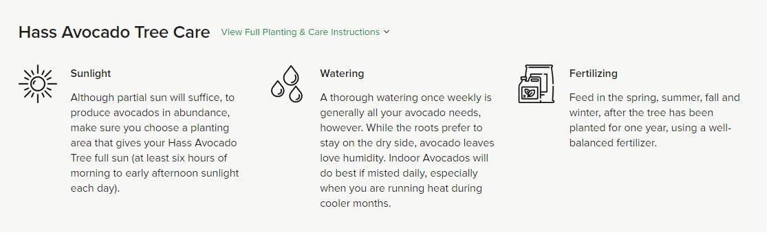 Generic Exotic PLANTSS Dwarf Avocado Tree (3 Gallon Bucket) Indoor Avocado Tree, Green