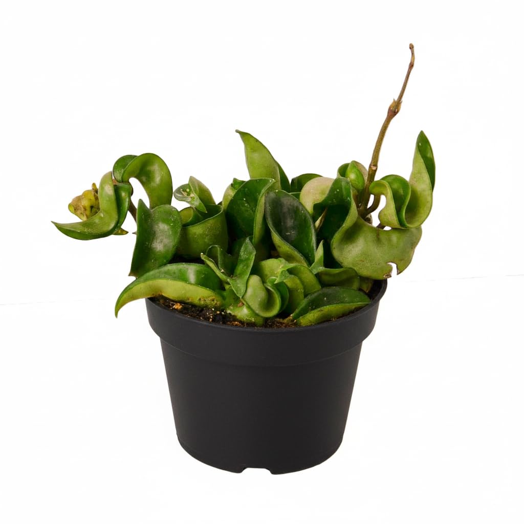 Hoya Rope Plant - Air Purifying, Unique Leaves, Tropical Houseplants - Hindu Indian Rope Plant, House Warming or Birthday Gift (4")