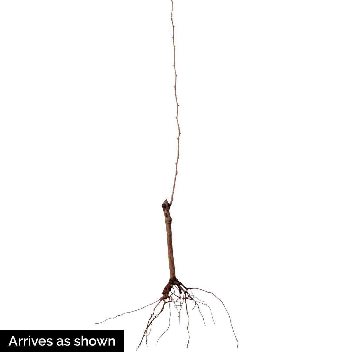 GURNEY'S - Honeysweet Pear Fruit Tree, Dormant Bare Root Starter Tree, 1-Pack, Due to State restrictions we Can't Ship to OR