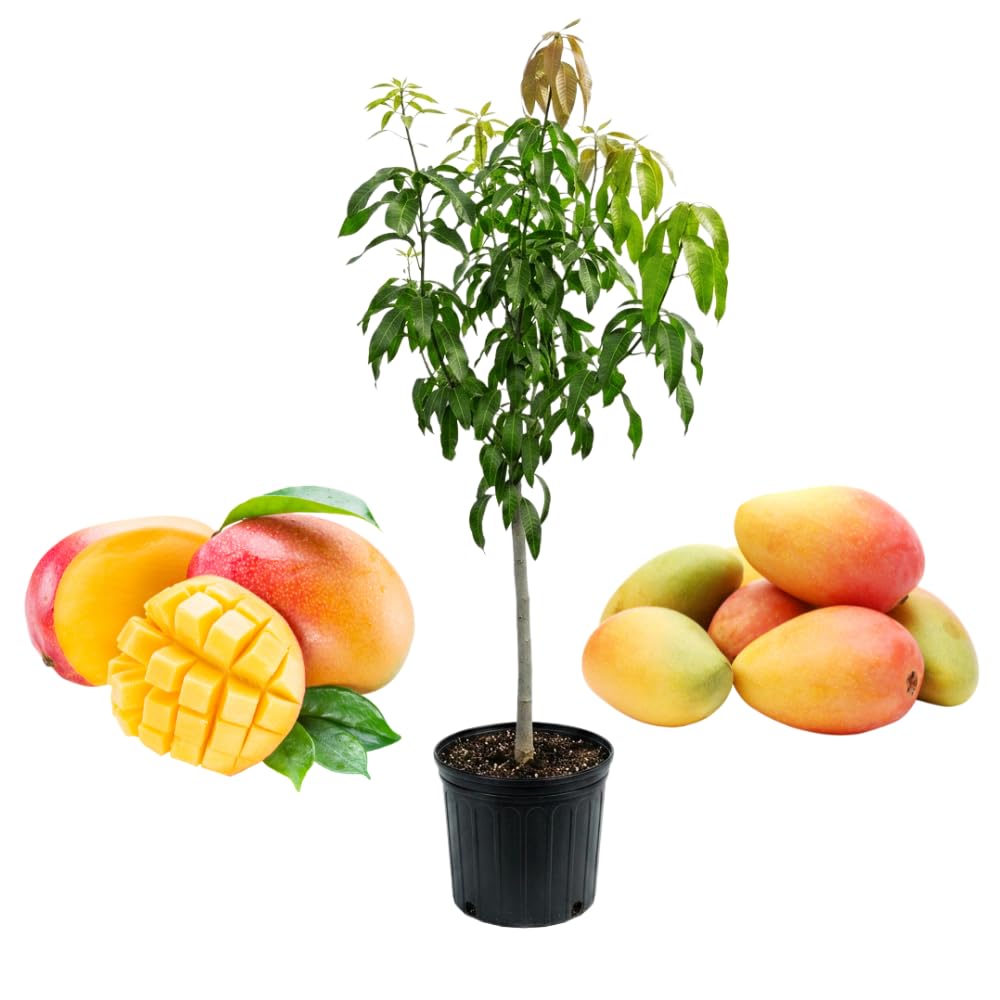 Valencia Pride Mango Trees Live Plants | 2.5–3 Ft Tropical Mango Variety | Fresh, Juicy Mango Fruit Tree for Yard & Patio | No Ship to CA,HI,AK