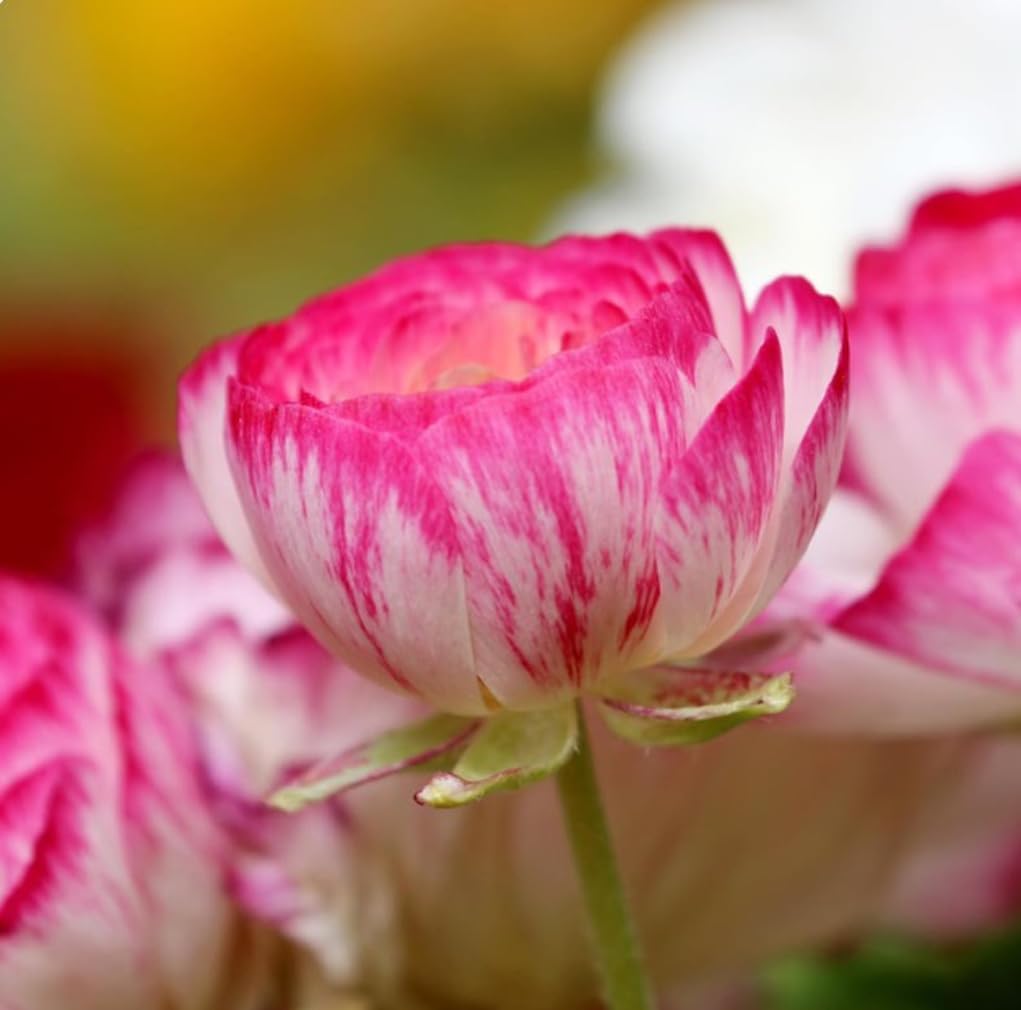 10PCS Mixed Color Ranunculus Bulbs Double Buttercups Spring Rose Bulb Wedding Flower Bulbs (10bulbs)