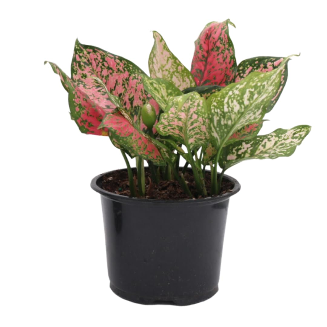 American Plant Exchange Aglaonema Chinese Evergreen, Hot Pink Wishes – 6-Inch Pot – Live Plant with Bright Foliage, Valentines Day Gift, Easy Care Houseplant for Home & Office Decor