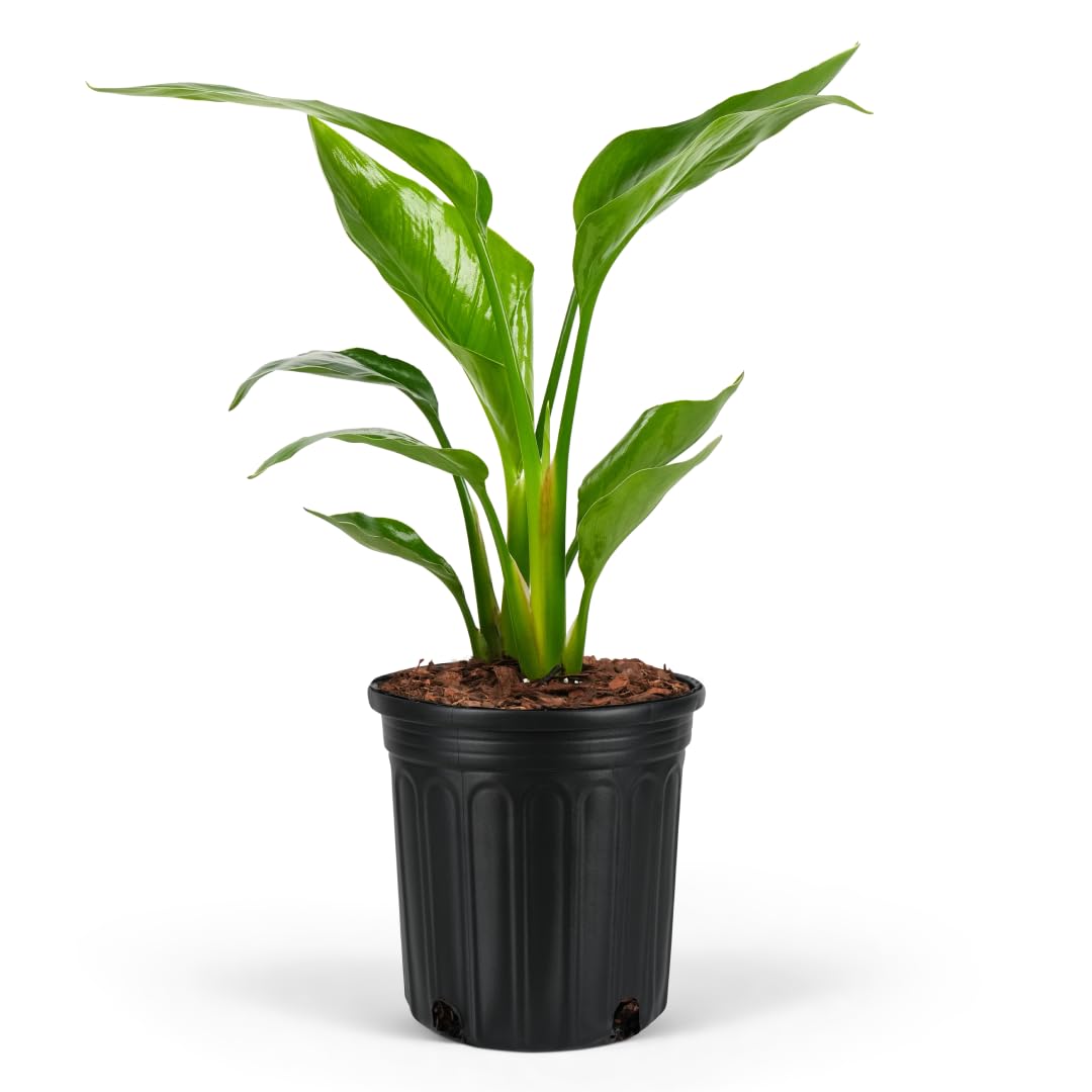 White Bird of Paradise, Strelitzia Nicolai - Live Indoor Plant in Pot, Exotic Home Decor, Air Purifying Houseplant, Tropical Plant, Flowering Plant