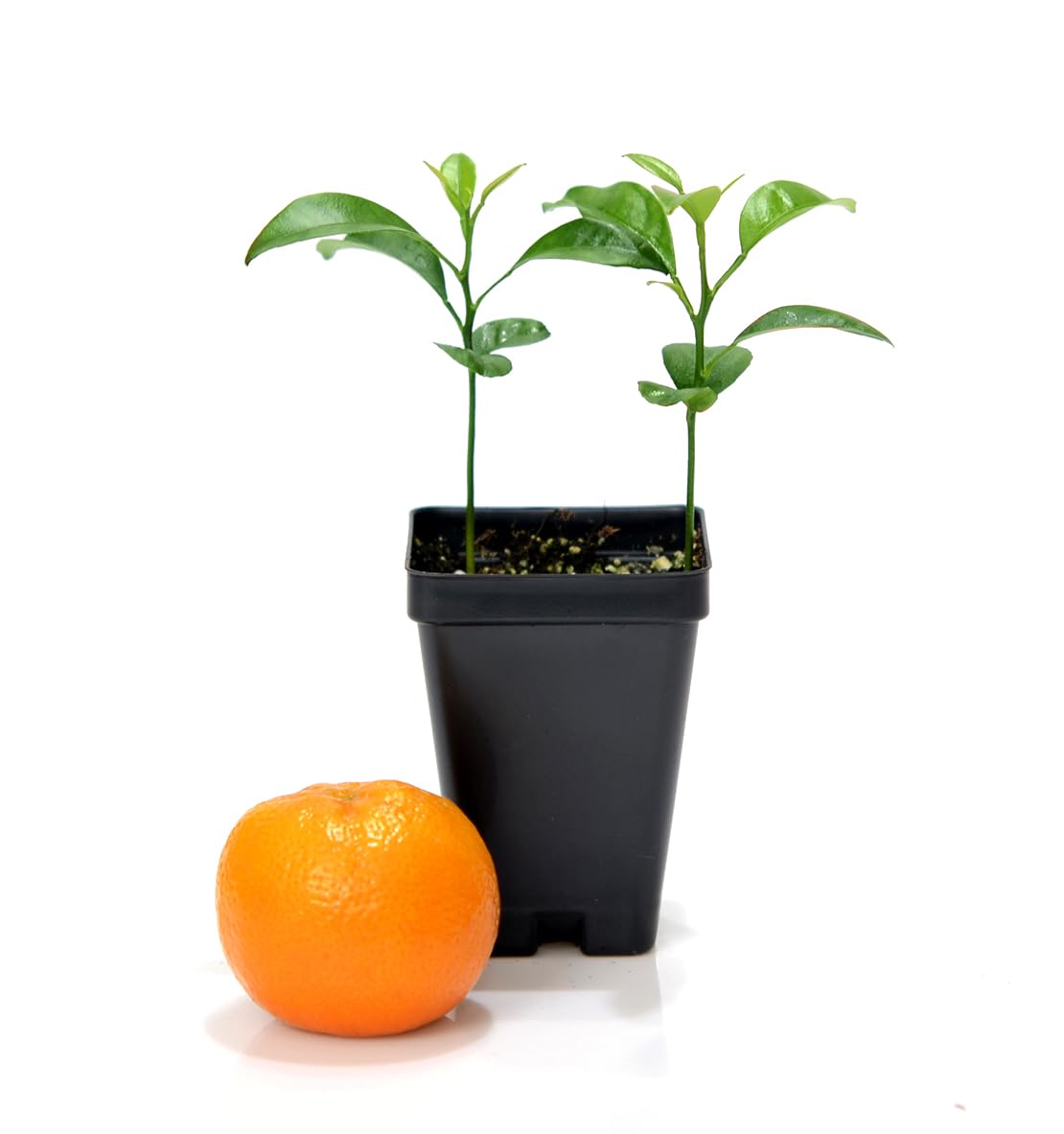 Gerald Winters and Son Satsuma Mandarin Tree - Pot of 2 Starter Plants. Citrus unshiu. 3'' - 5'', Orange