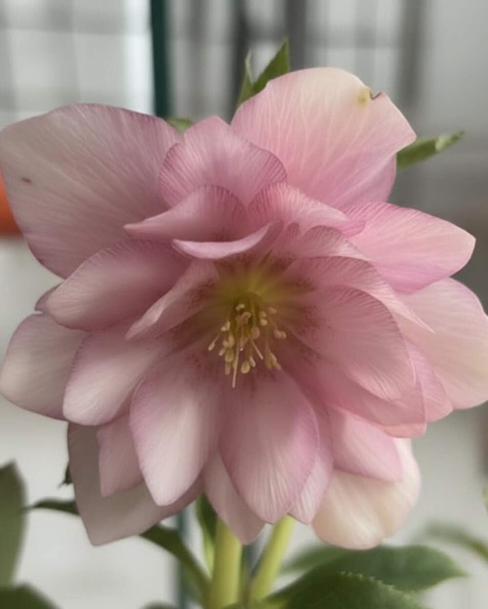 Perennial Farm Marketplace Helleborus x W.J. 'Cotton Candy' (Lenten Rose) Perennial, 1 Quart, Pink Flowers
