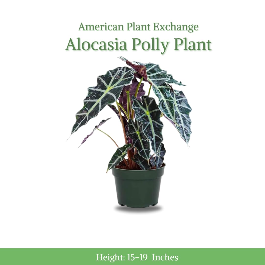 American Plant Exchange Alocasia Polly African Mask – 6-Inch with Pot – Live Easy Care Tropical Houseplant, Air Purifying Foliage for Home, Office, or Indoor Garden Decor