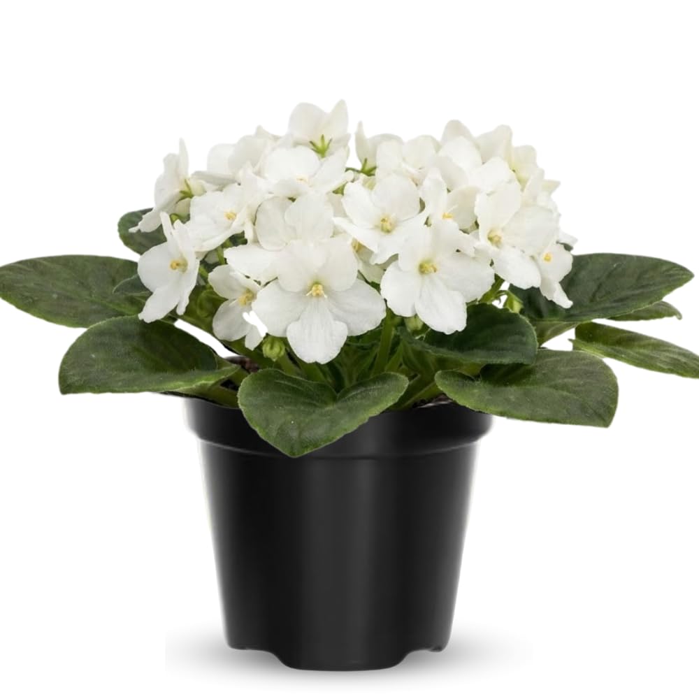 White African Violets Live Plants House Plants in 4" Pot, Vibrant Blooms for Indoor Décor, Home or Office, Easy to Grow