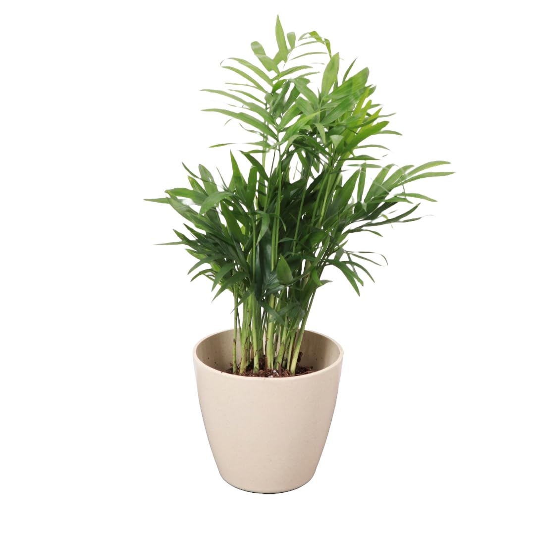 Thorsen's Greenhouse Parlor Palm Plant, Live Indoor Plant, Neanthe Bella Palm, Natural Air Purifier, Easy to Grow, Pet Safe Plant, 4-inch Diameter Pot (Natural)