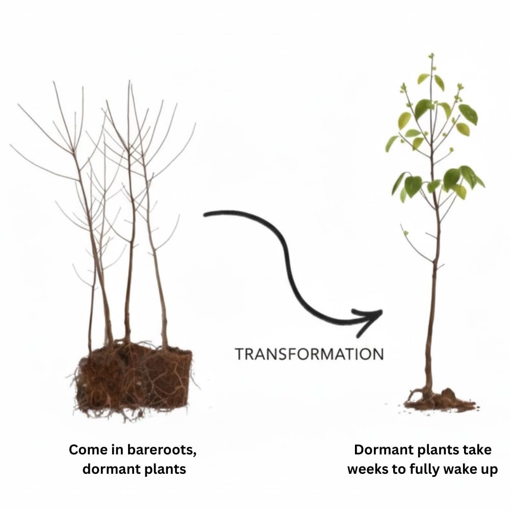 Set 2 Willow Plants Live Bare Root 1-2 Feet Tall, Dormant Willow Live Plants for Outdoor Garden Landscaping (Weeping Willow)