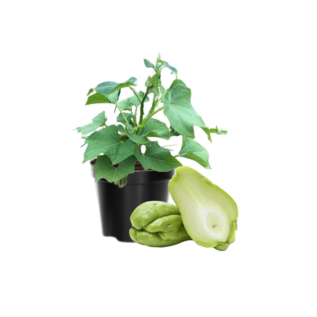 Chayote Live Plant, Chayote Squash Rooted, Chayote Vegetable Live Plant for Planting, Live Chayote Plant from 4 to 6 Inc Tall