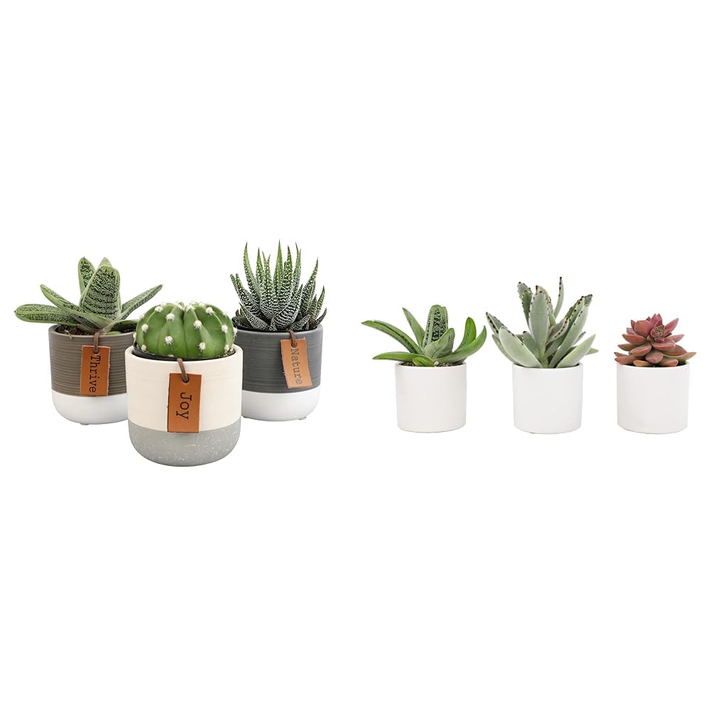 Succulents Plants Live in Pots Set (3 Pack) - Mini Cactus, Haworthia, Gasteria