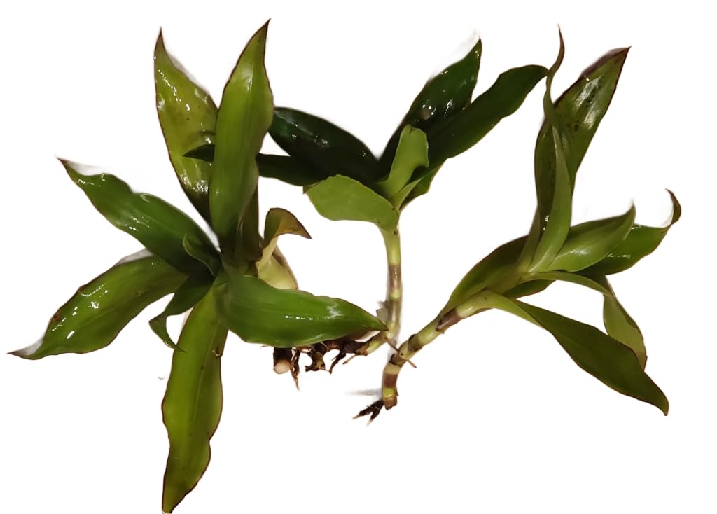 5 Callisia Fragrans, Basket Plant Live Cutting, House Plant Live, 5-7 inches Tall Easy to Plant. in House Plant. Nice Green in desks..Friends to Animal Easily to take Care.