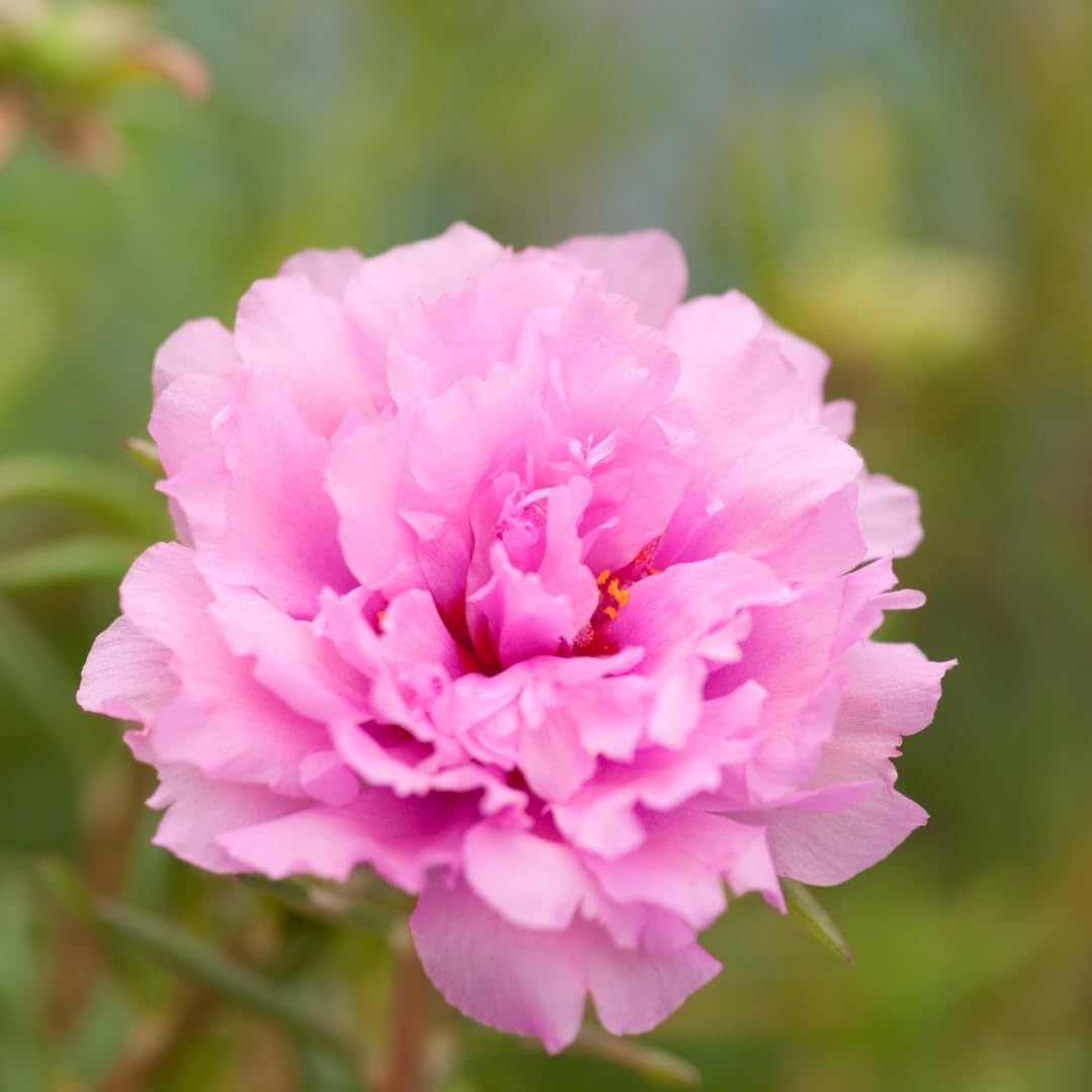 Set of 4 Live Portulaca Plants, Moss Rose Flower Plants, 4–7 Inches Tall, Ready for Indoor or Outdoor Planting (Deep Pink Portulaca)
