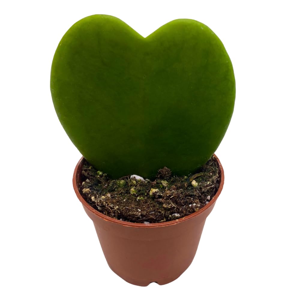 BubbleBlooms Green Hoya Kerrii Heart in a 2 inch Pot Sweetheart Mother's Day Plant