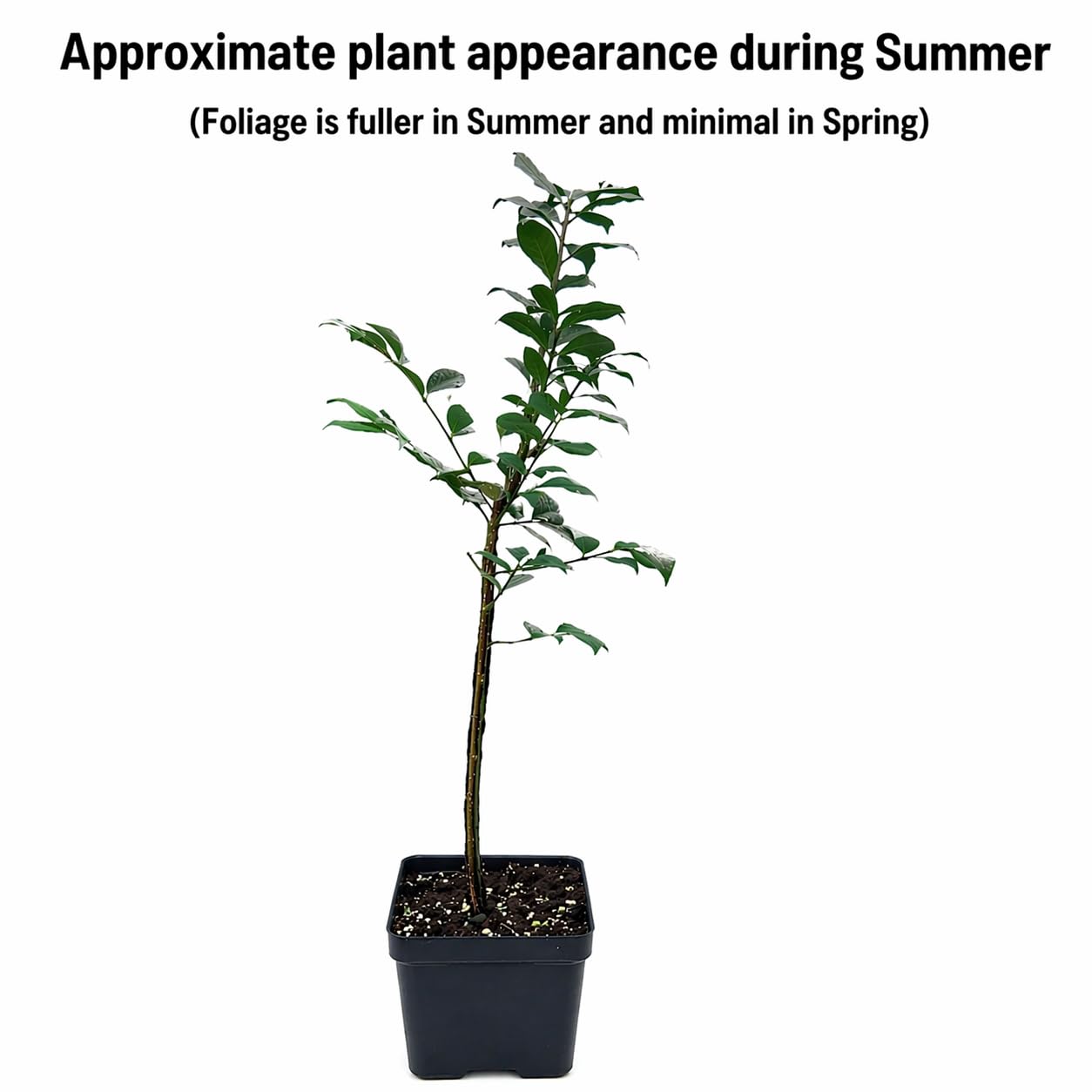 Dwarf Burning Bush - 6-12 Inch Tall Live Plant - Hardy Red Shrub Sapling - Euonymus alatus