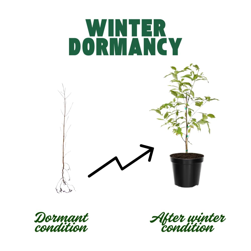 Oak Tree Live Plant, Oak Shades Tree in Quart Pot, Dormant in Winter, 6-12'' Tall, Ready to Grow Seedlings (White Oak)