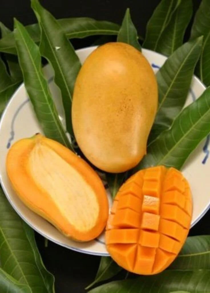 Live Plant - Grafted (Mallika) Mango 1'-3'