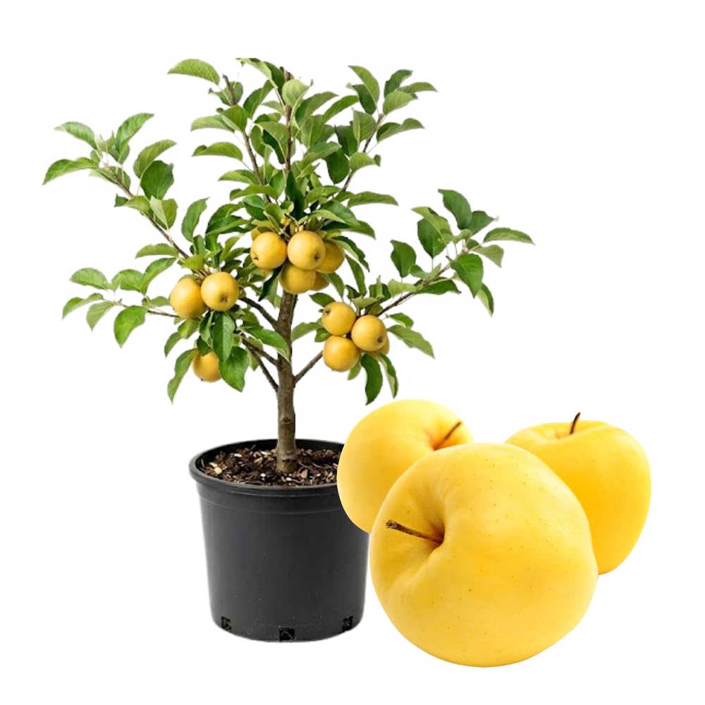 Apple Trees Live Plant, Golden Delicious Apple Tree in 3 Gallon Pot, Sweet Fruit Tree from 2 to 3 Feet Tall, Ready for Outdoor Garden, No Ship to CA